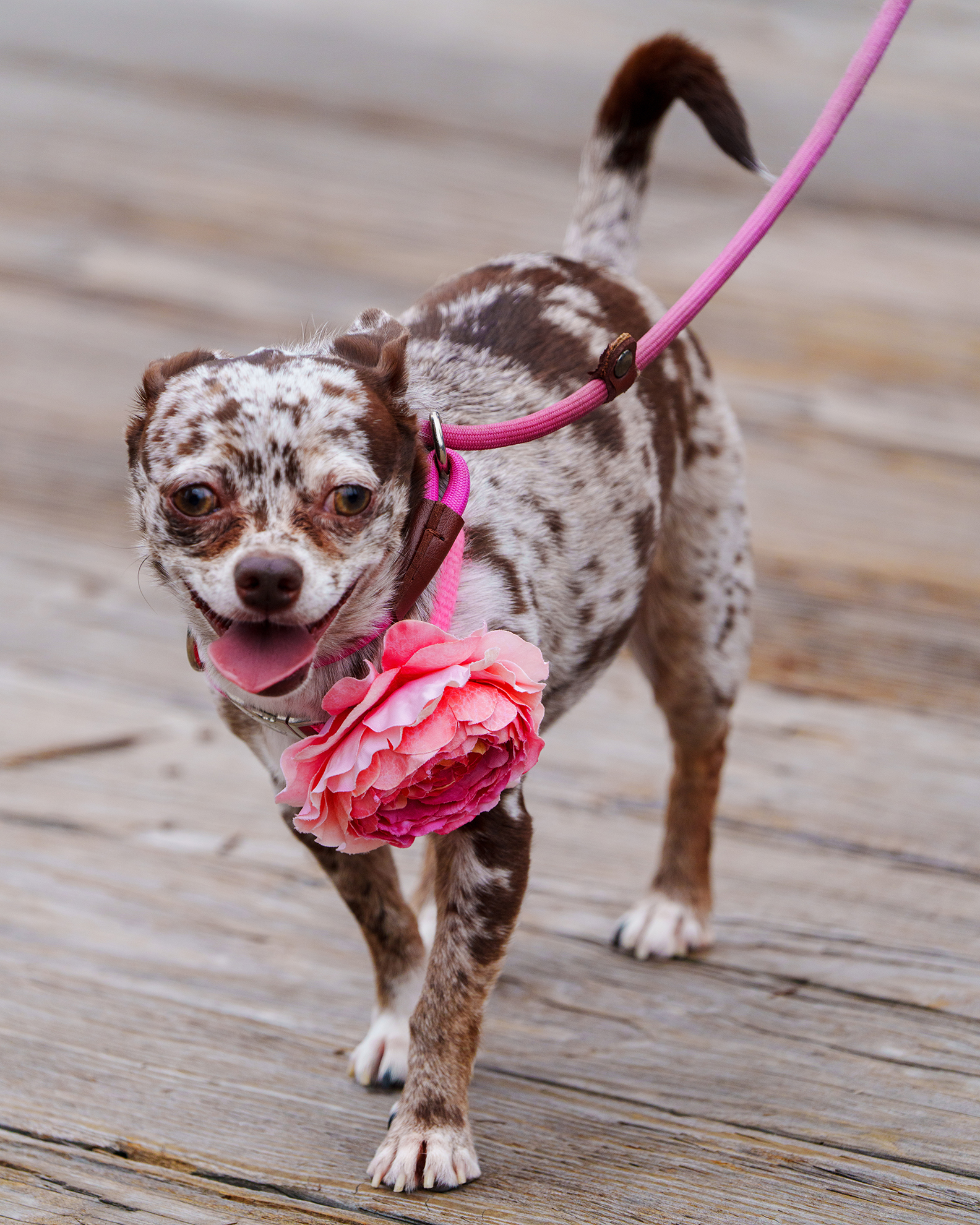 Chihuahua with Pink Flower